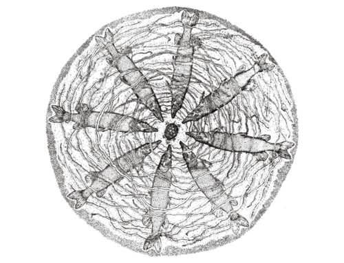 Bringing together municipalism and bioregionalism