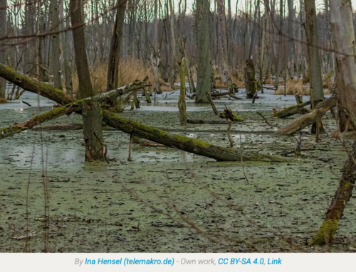 Watersheds, Swamps and Wetlands 